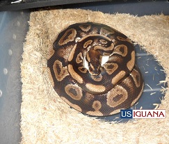 A ball python
