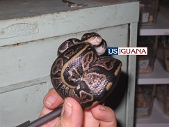 A ball python