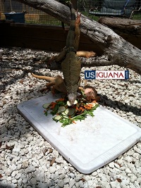Iguana