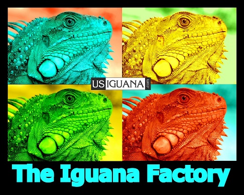 Iguana Factory